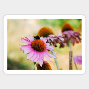 Echinacea Purpurea with Bee Sticker